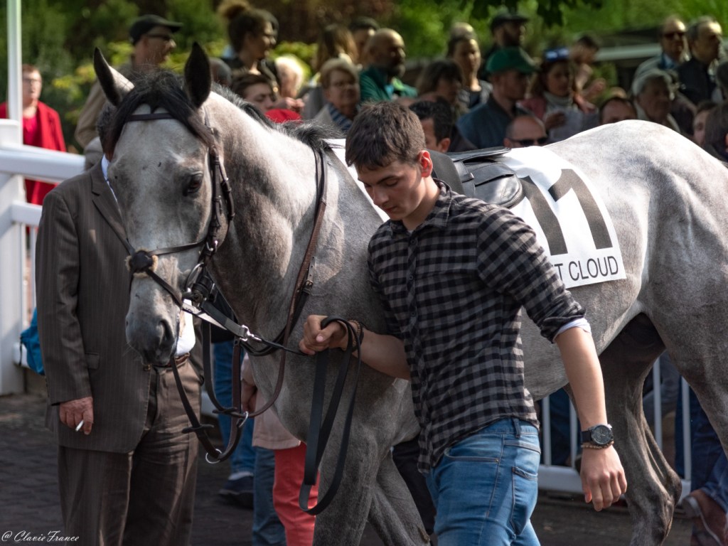 Présentation des Chevaux