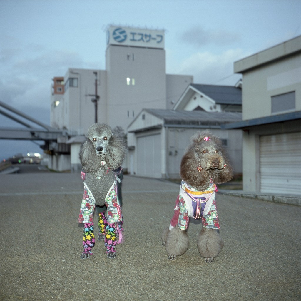 "Shima" ©: Sylvain Biard