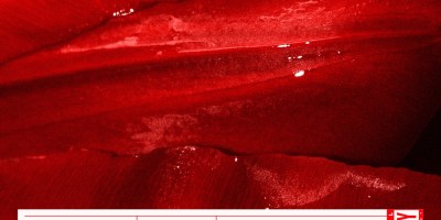 Cover "Rouge" by VSSVD